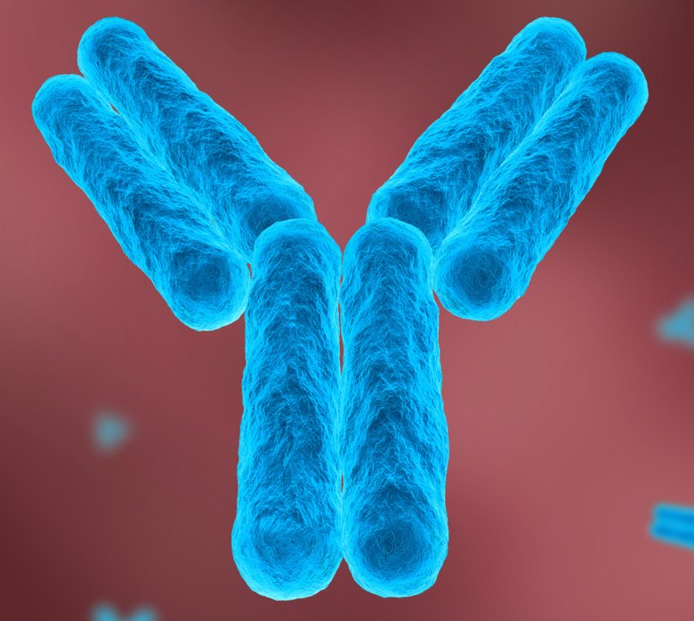 Antibodies are y-shaped proteins.