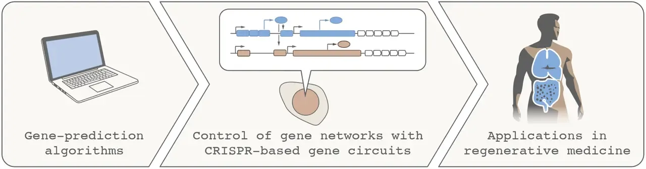 Graphical summary of Jens Magnussons project