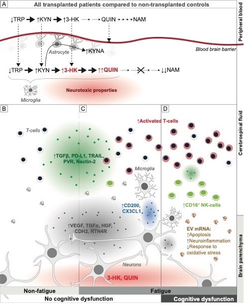 Mechanistic hypothesis of neuro-inflammation leading to fatigue syndrome, after allo-transplantation.