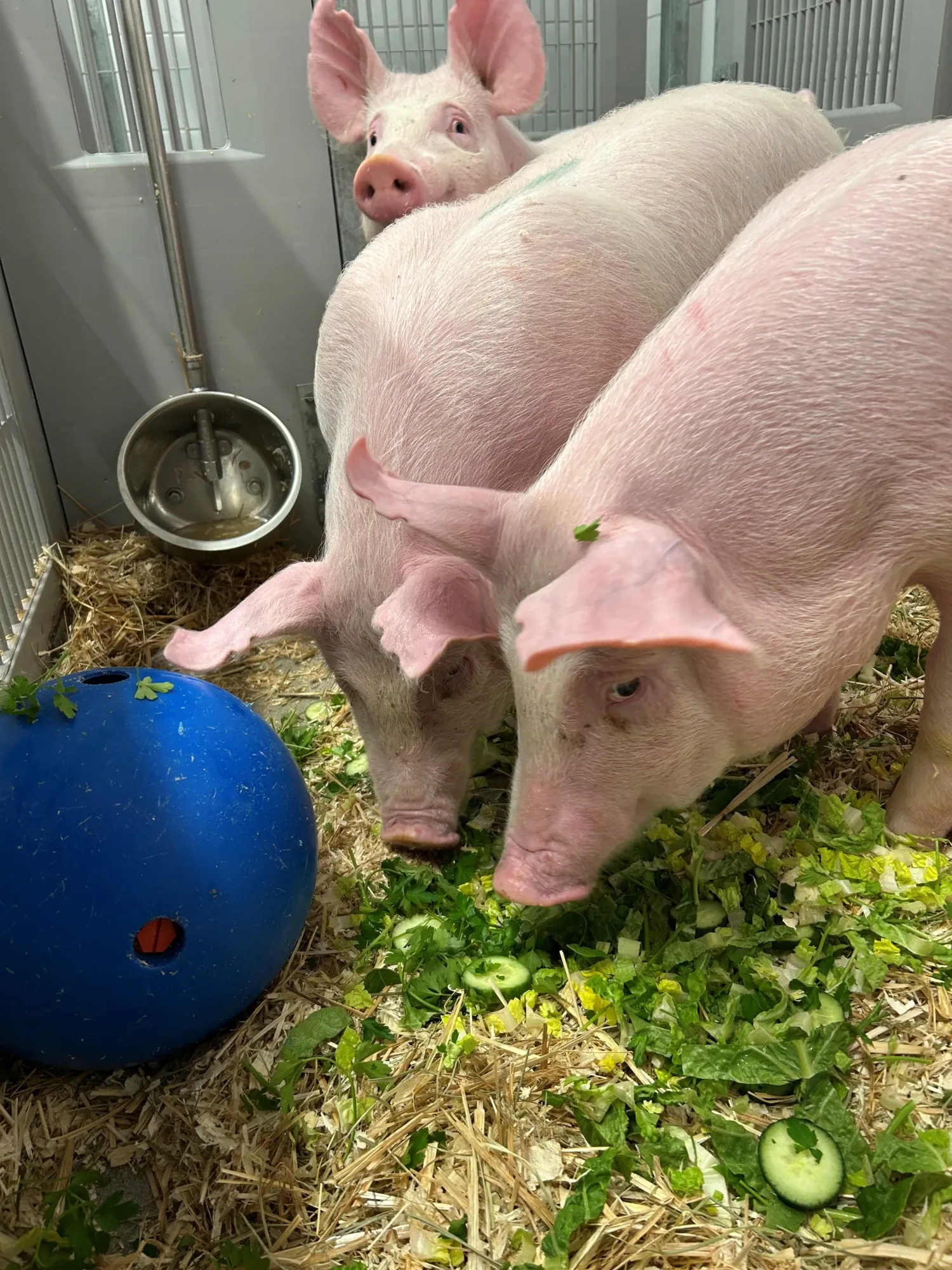 Grisar med berikning