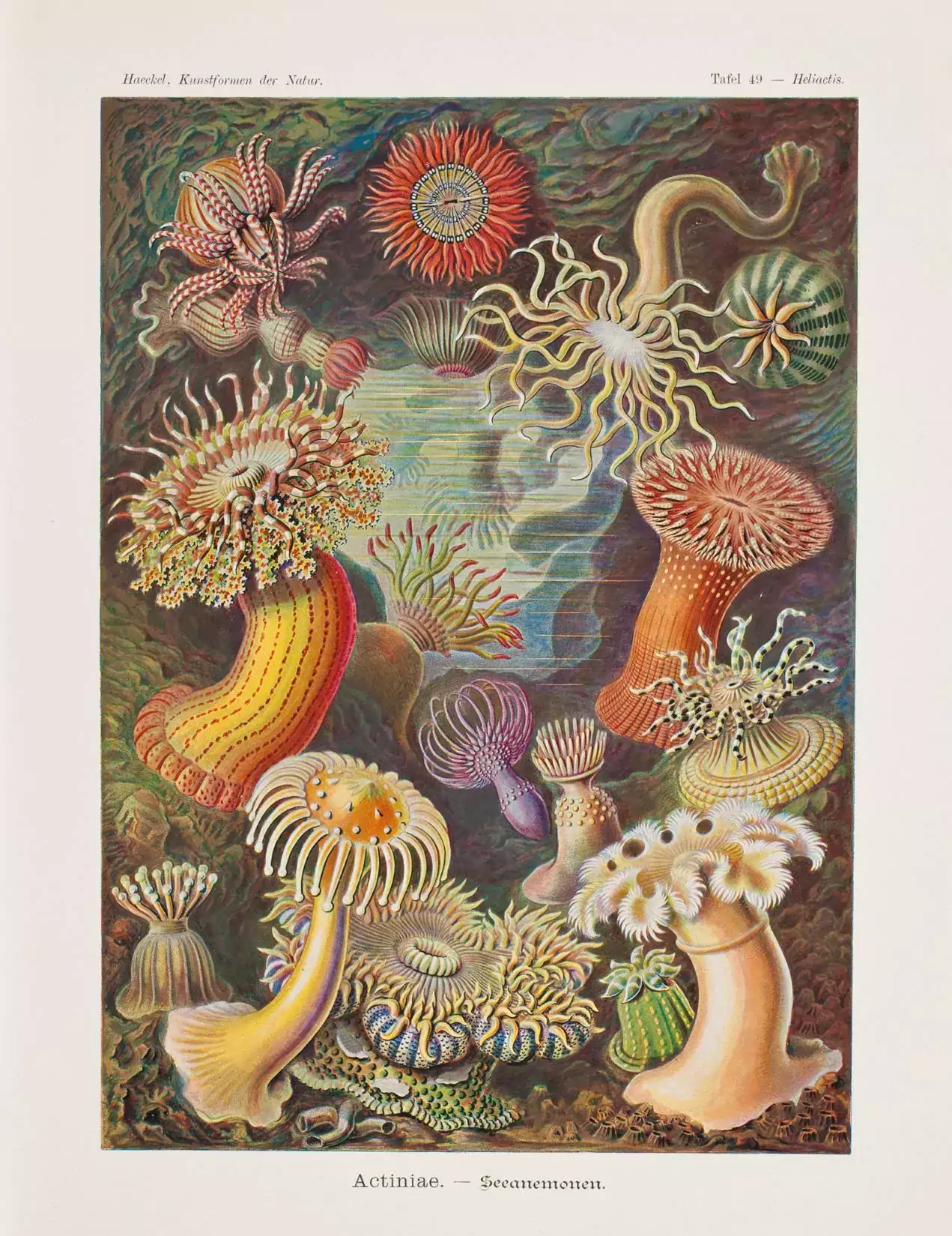 “Actiniae, Seeanemonen” by Ernst Haeckel (1834 - 1919). Colour lithograph, 1899 – 1904.