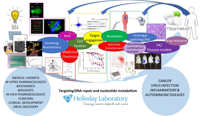 Targeting DNA repair and nucleotide metabolism
