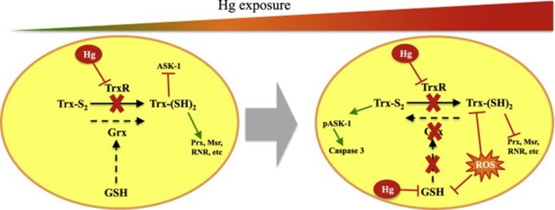 Effect of mercury on Trx and Grx systems