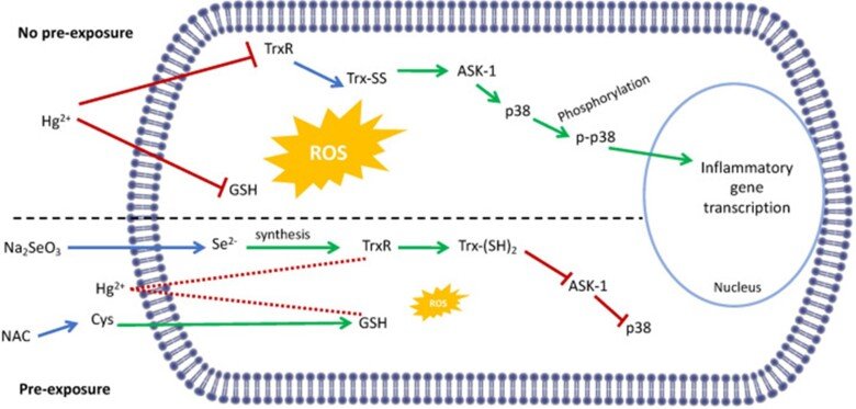 Schematic picture of how mercury cause inflammation response in cells