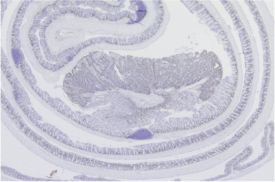 Microscopy section image