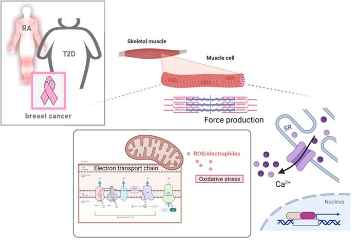 The figure illustrates the lab’s translational approach of including patient groups (RA, T2D and breast cancer) to decipher the molecular mechanism of disease-induced muscle weakness.