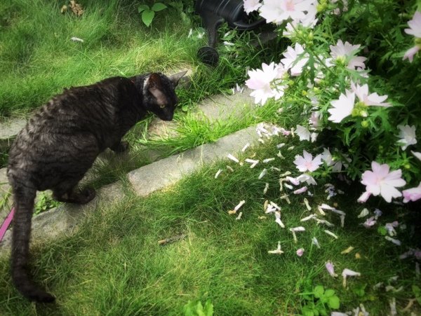 Cat in grass.