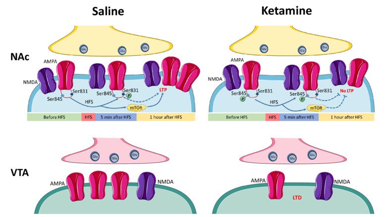 Illustration of Karima Chergui's research showing ventral tegmental area (VTA) and the nucleus accumbens (NAc)