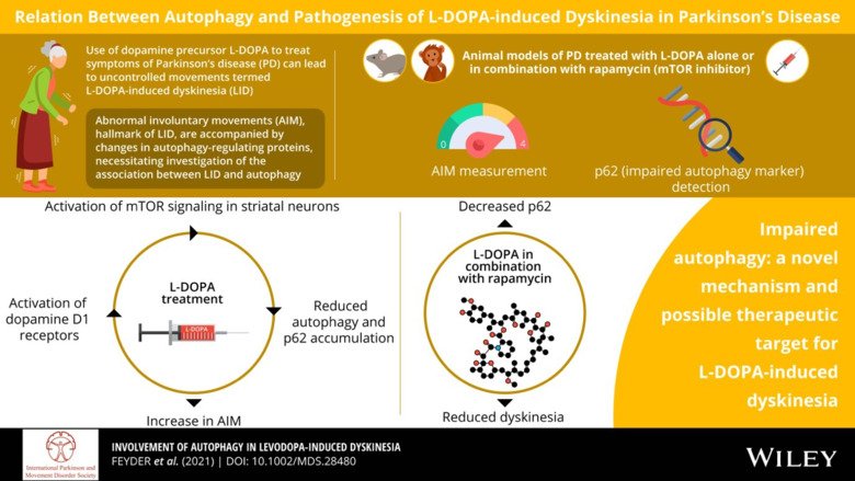 Illustration of the relation between Autophagy and Pathogenesis of L-DOPA-induced Dyskinesia in Parkinson's Disease.