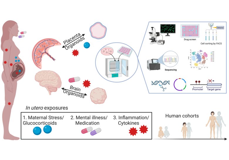 Image description: Cruceanu Lab research program overview: Effects of exposure to stress hormones (blue), inflammation (red) and psychotropic treatment (pink/white/purple) in the mother are modelled in cerebral and placenta organoids to study the potentia