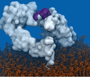 Mutant EGFR intermediate conformation exposing the epitope for the antibody ABT-806 (purple) as seen in Molecular Dynamics simulations