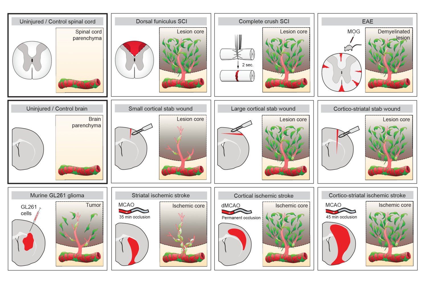 Schematic illustrations depicting the contribution of perivascular cells to diverse CNS lesions.