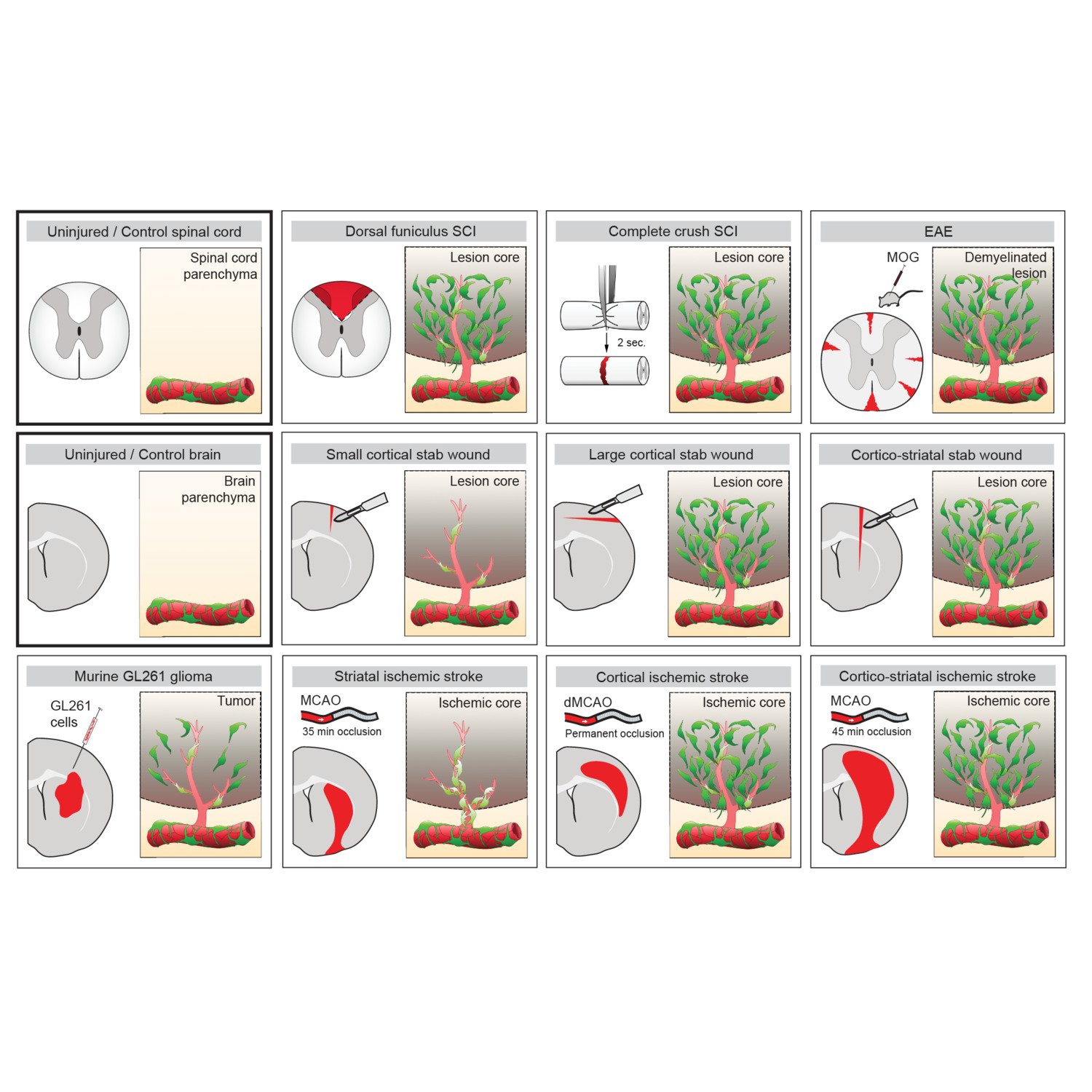 Schematic illustrations depicting the contribution of perivascular cells to diverse CNS lesions.