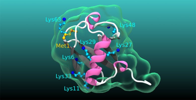 Strukturell representation av ubiquitin, belyser sekundära strukturer och aminosyror lysin och metionin (blå och gula bollar respektive pinnar) som används för att bilda upp till åtta strukturellt olika polyubiquitin-kedjor; var och en med presumtiva dist