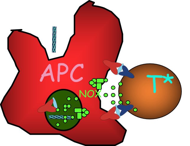 Ncf1 is part of the NOX2 complex, which induces reactive oxygen species (ROS).