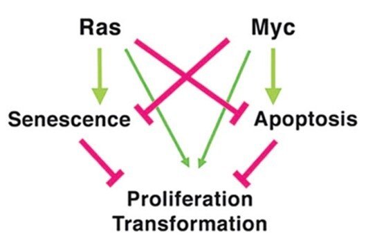 A picture of how cooperation between MYC and RAS during tumor development