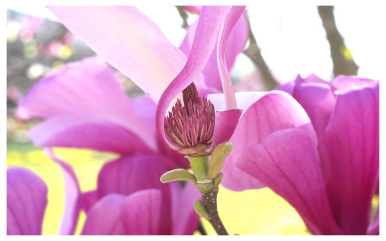 Picture of a magnolia flower