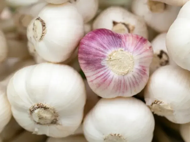 lots of garlics