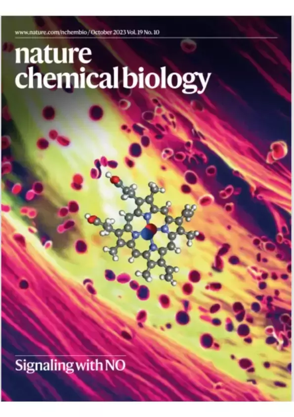 Nitric oxide signalling in kidney regulation and cardiometabolic health