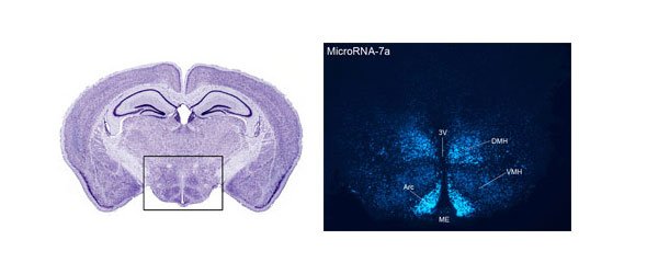 hypothalamus stained with cresyl violet (left) and hypothalamus after locked nucleic acid-based in situ hybridization to detect cells expressing microRNA-7a (miR-7a).