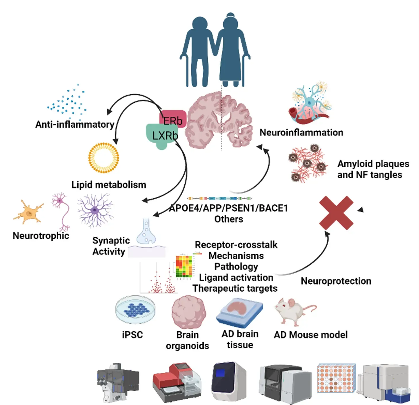 A process overview of Stem Cell and Organoid models in Neurodegeneration and Neurotropic Infections.