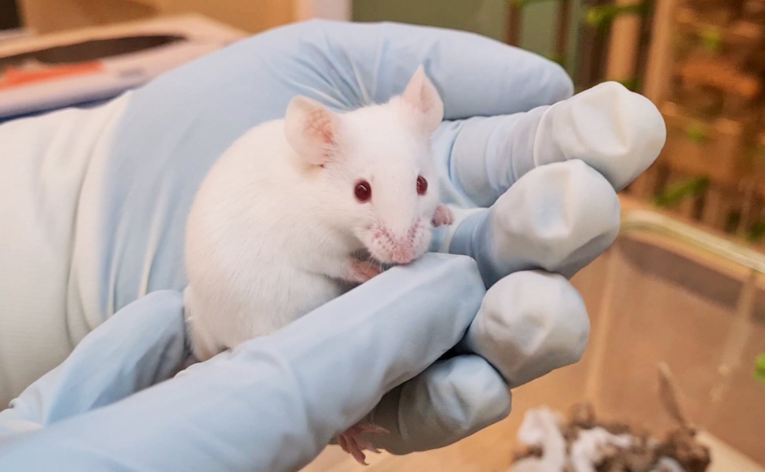 Gloved hands carefully holding up a white mouse.
