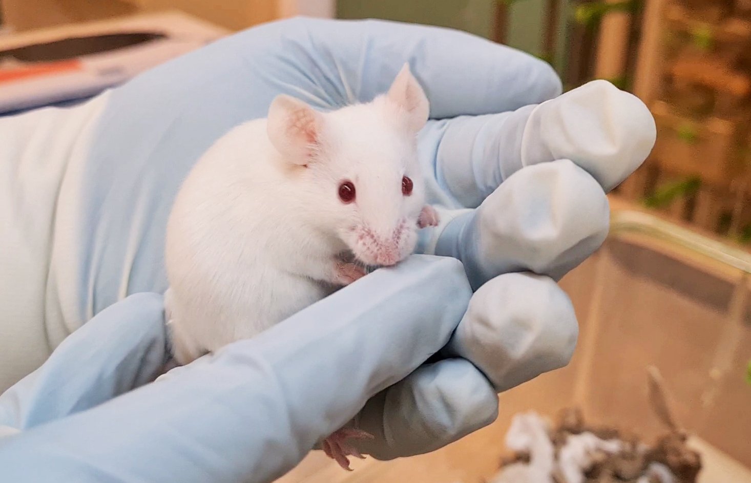 Gloved hands carefully holding up a white mouse.