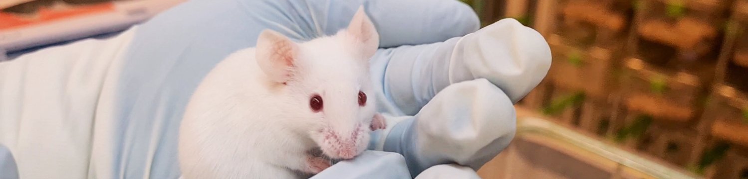 Gloved hands carefully holding up a white mouse.