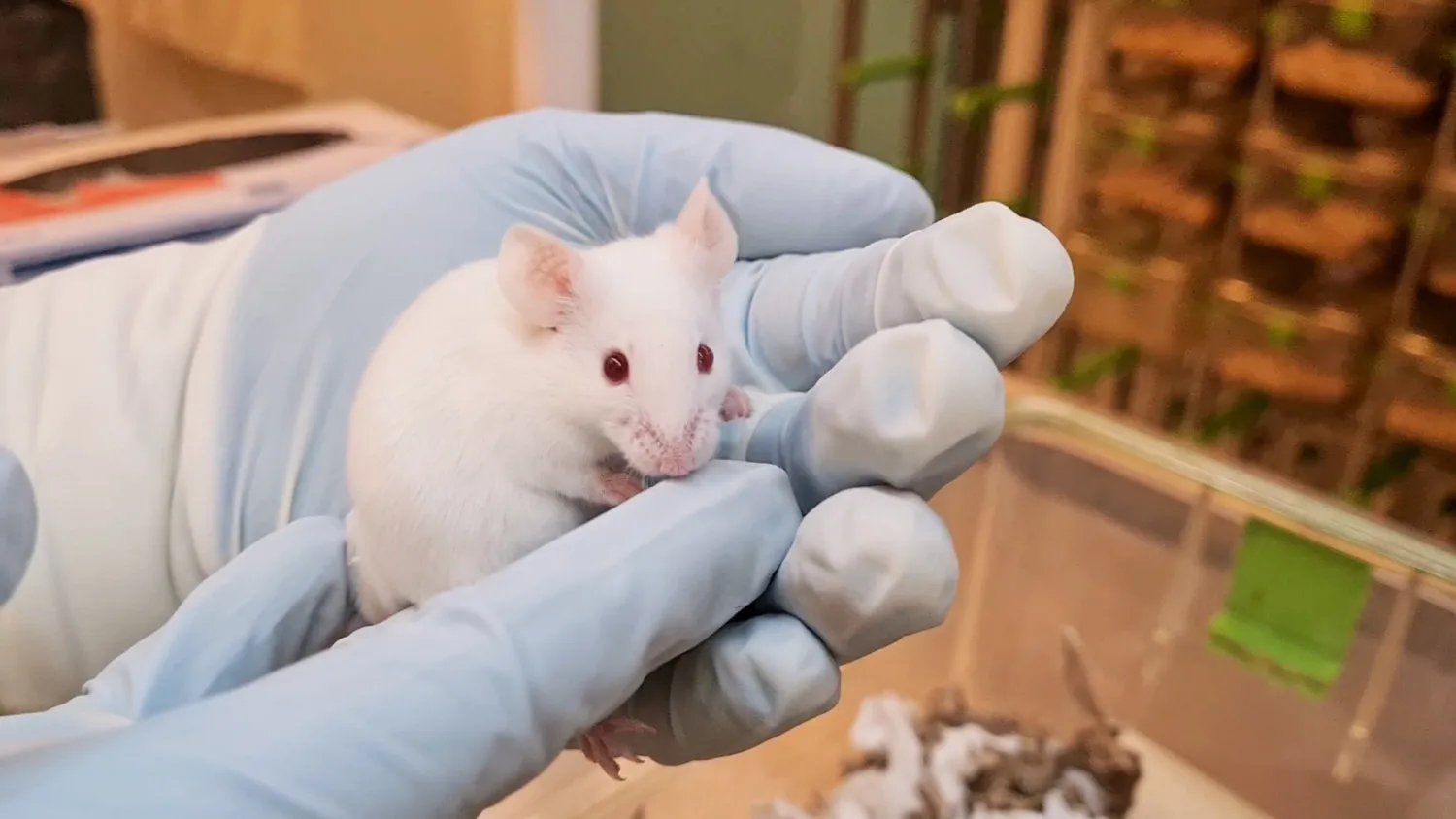 Gloved hands carefully holding up a white mouse.