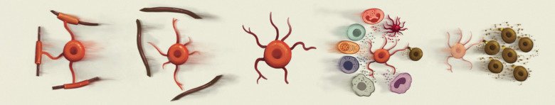 Myelinating and disease-associated oligodendrocyte lineage cell states.