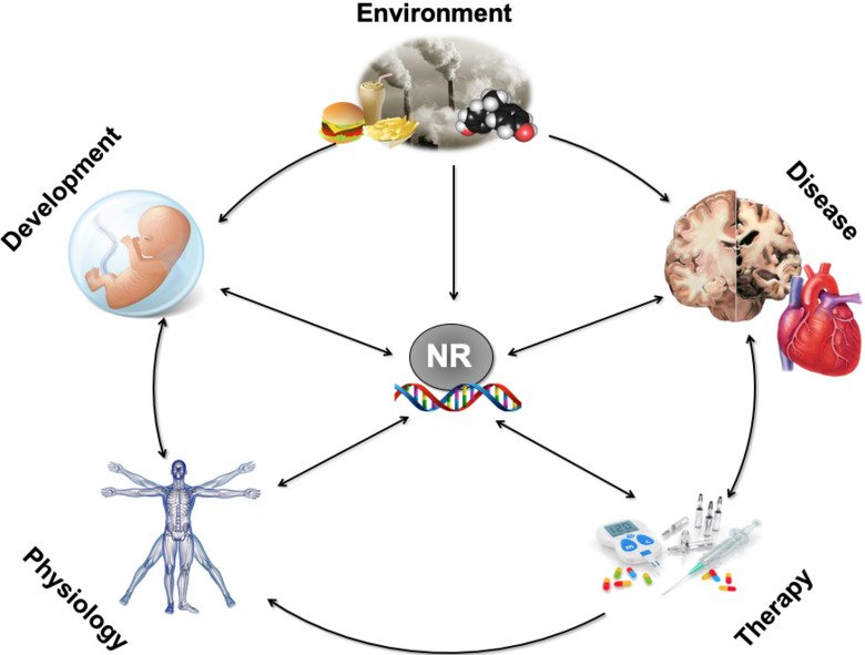 illustration of a circle, NR in the middle and arrows pointing to environment, development and so on