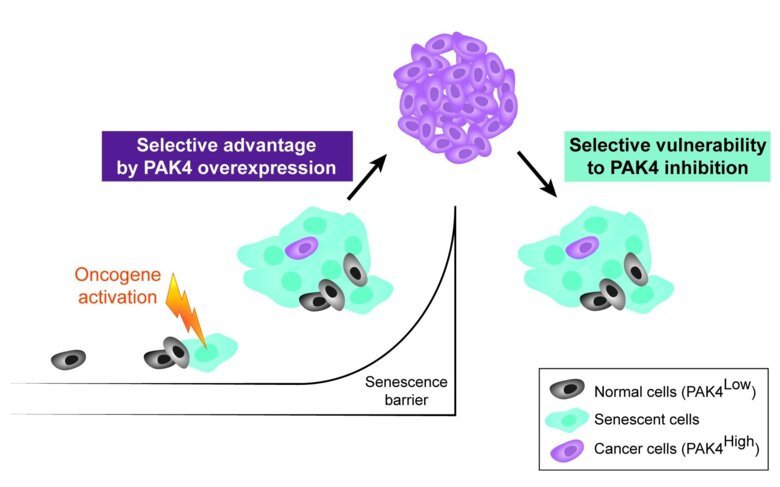 Illustration of cells and PAK4 in blue and purple