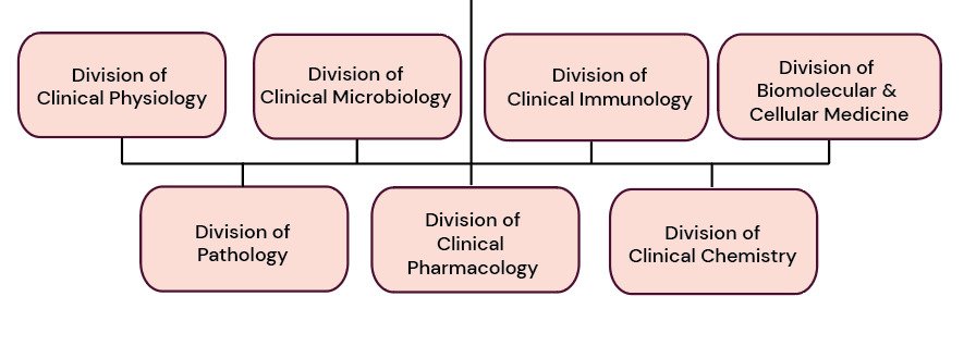 Organisational chart for Department of Laboratory Medicine.