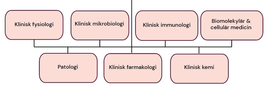 Organisational chart for Department of Laboratory Medicine.