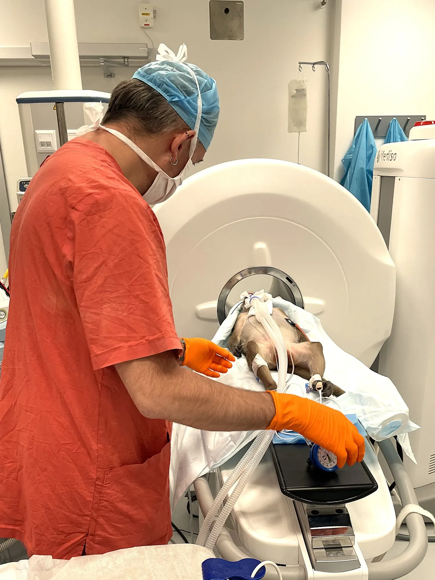 KMF PET scan of monkey