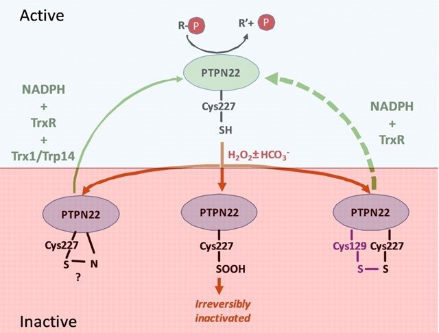 PTPN22 regulation.