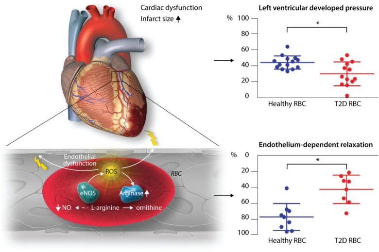 Endothelial and cardiac injury induced by dysfunctional RBC in type 2 diabetes.