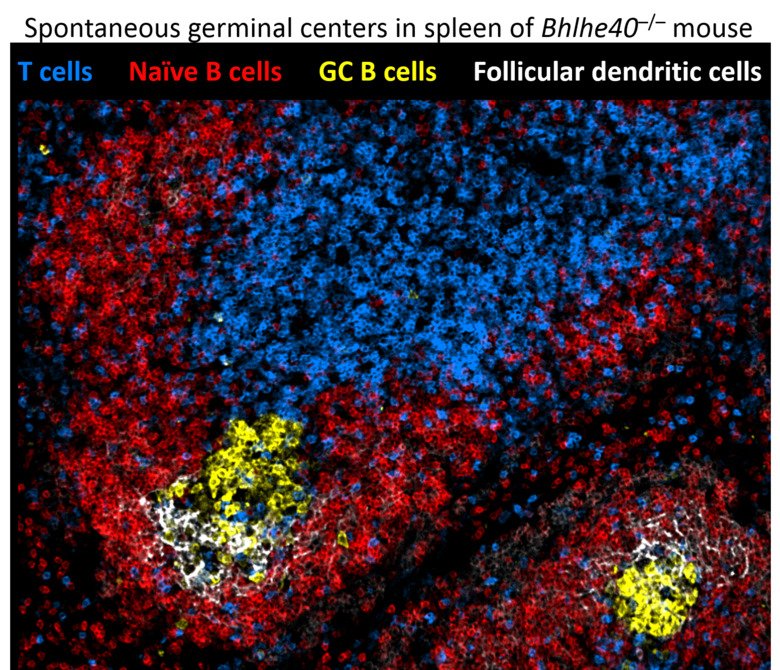 Spontaneous germinal centers in spleen of Bhlhe40-/-mouse