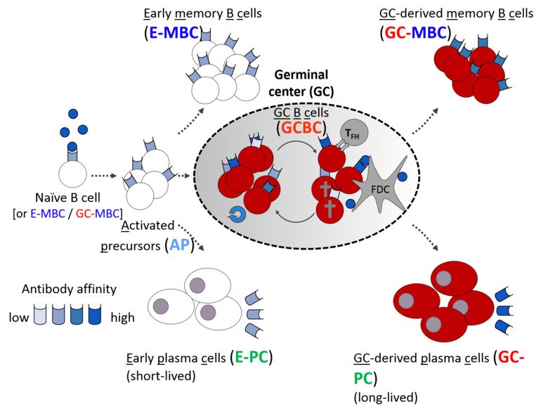 Mechanism of cell fate decisions in human immune responses underlying the formation of immunological memory