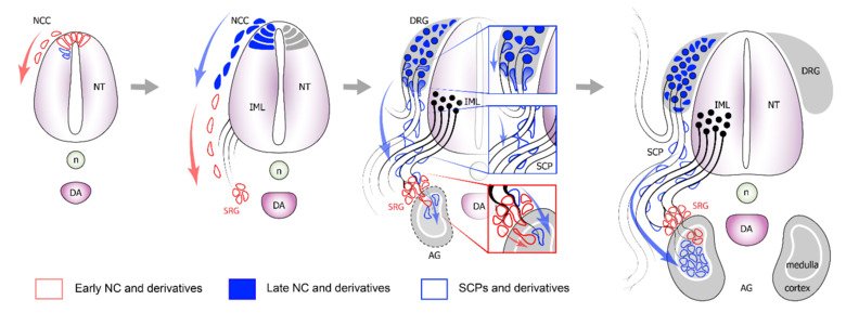 Figures narrating a concept of how Schwann cell precursors (SCPs) give rise to chromaffin neuroendocrine cells of adrenal medulla.