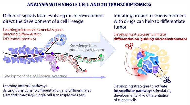 Figures illustrating the knowledge flow between developmental biology approach and cancer heterogeneity-based extermination of tumors.