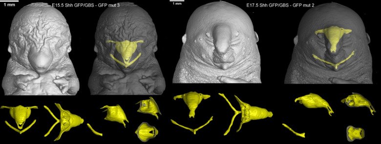 Figures illustrating craniofacial skeletal arrangements in various mutated mouse embryos.