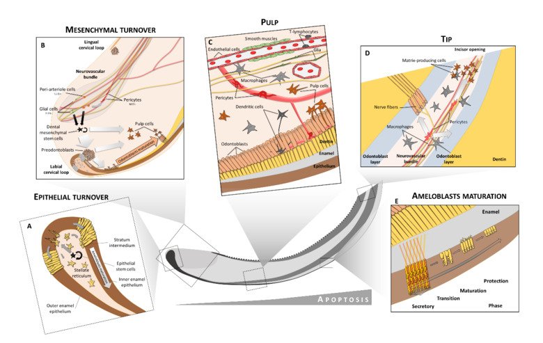 Figure revealing the diversity of dental cell types in a continuously growing mouse incisor.