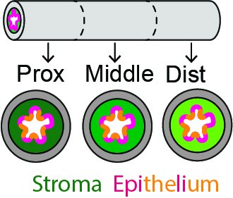 Illustration of esophageal progenitor fate and regenerative potential