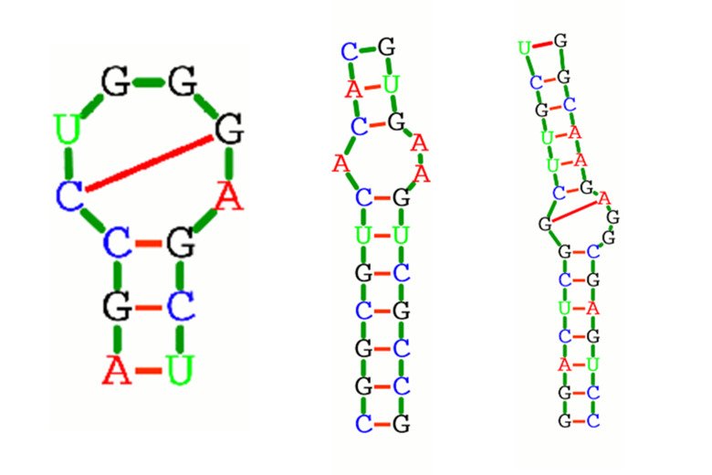 Illustration of three moving RNA parts.
