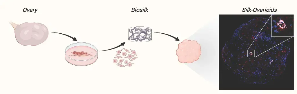 Schematic of Regenerating human ovaries in vitro