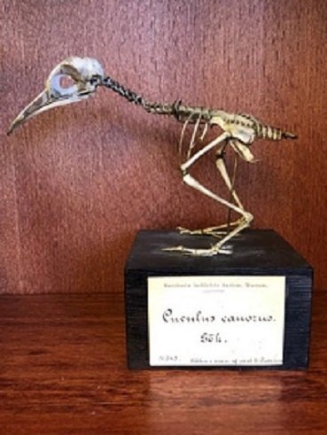 Cuckoo skeleton that used to belong to Anders Retzius.