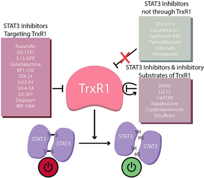 Regulation of STAT3