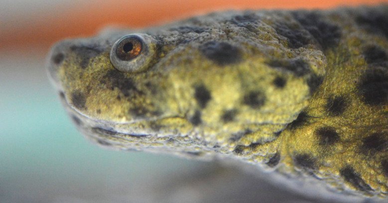Närbild på en salamanders huvud.