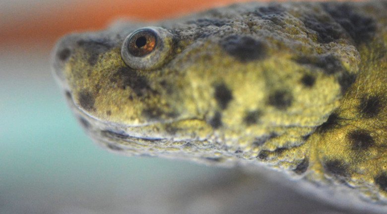 Close-up on a Salamanders head.